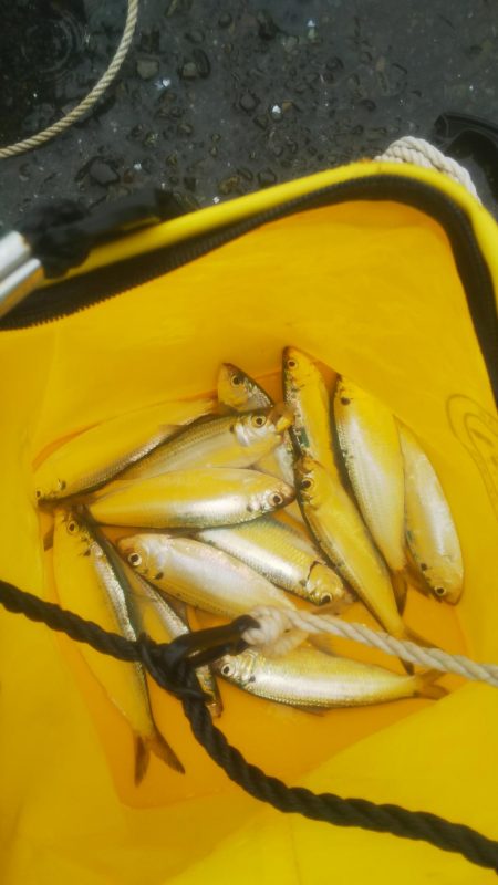 気軽にサビキ♪